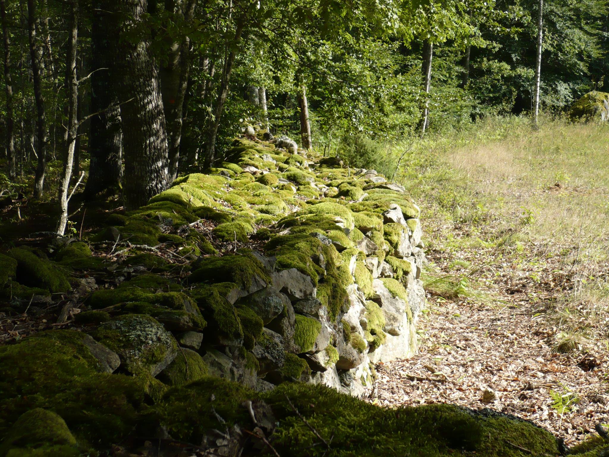 Melanie Möllenbruck: Steinmauer in Schweden